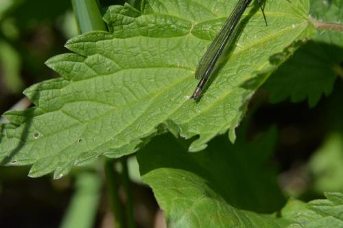 Erythromma najas